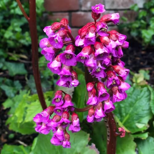 semillas de bergenia - bergenia cordifolia - medicinales, balcón, decoración de jardín para exteriores 300pcs