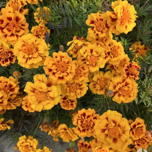 Semillas de caléndula - de jardin resistentes Tagetes patula - semillas de silvestres 350pcs
