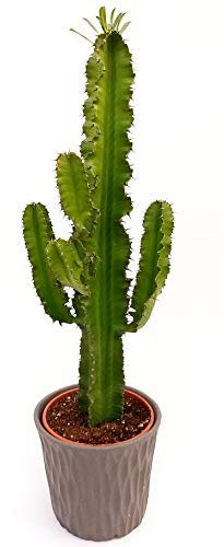 POWERS TO FLOWERS - EUPHORBIA VULCANA ERITREA, SPINA DI CRISTO, CACTUS DEL FREDDO, vaso 17cm altezza 70cm, pianta vera