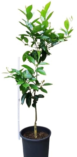 Árbol Frutal de Naranjo La Naturaleza en tu Hogar Directo de la Tierra
