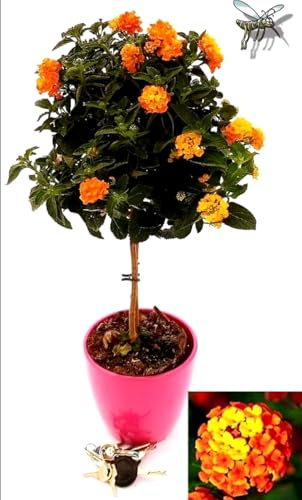 POWERS TO FLOWERS - LANTANA CAMARA ALBERELLO IN VASO CERAMICA FUCSIA, ALTEZZA 70/80 CM, pianta vera
