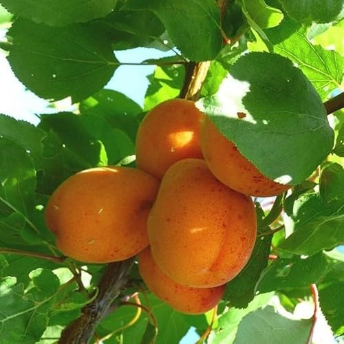 PIANTA DA FRUTTO ALBICOCCA REALE D'IMOLA in vaso 20 - età 2/3 anni