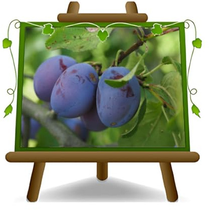Stanley-Pflaumen -Obstpflanze alte Frucht auf Blumentopf 20 - Baum max 170 cm – 2 Jahre Anbau Italien