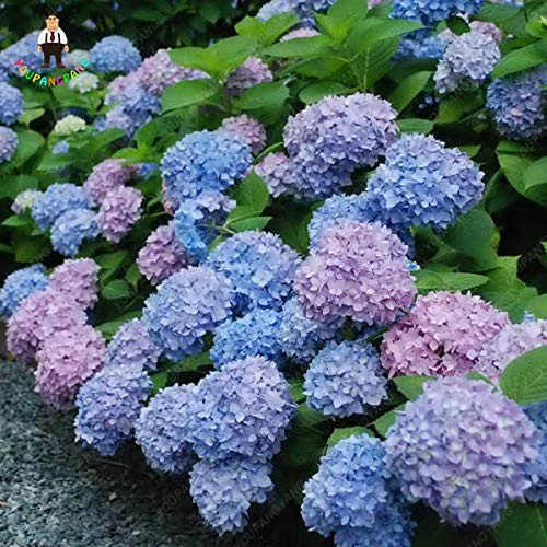 Nouvelles Graines De Fleurs D'Hortensia Pour Jardin Bleu Clair Paquet De 100 Graines