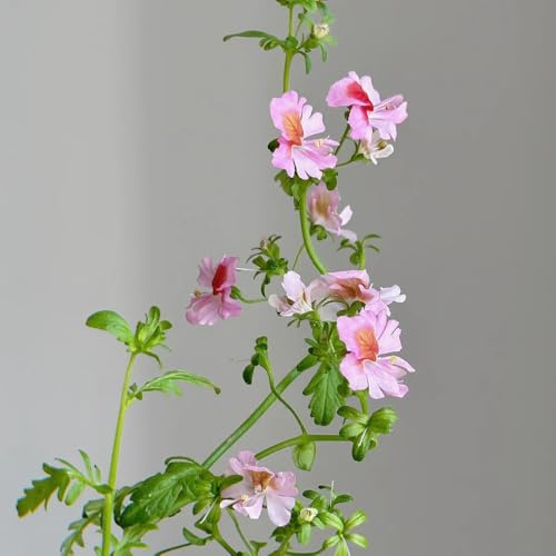 semillas de orquídeas de granjero, silvestres, perennes, resistentes al invierno Jardineras elevadas, jardín, interior, 650pcs