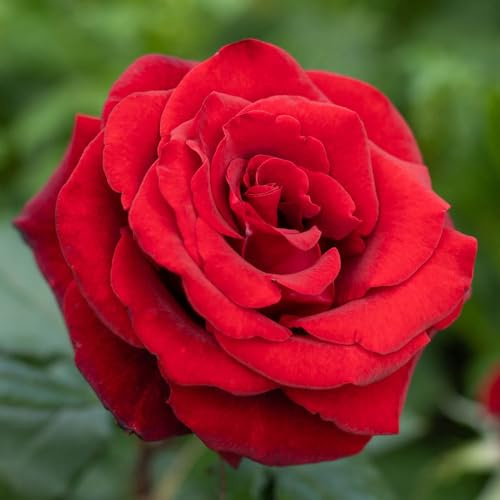 YouGarden Harkness 'Fab at 60' ® Birthday Rose Plant, Outdoor Garden Ready Roses, 60th Birthday Gift, Flowering Red Rose, Milestone Celebration Gardening Flower Gifts for Her, Potted Rose Bush Plant