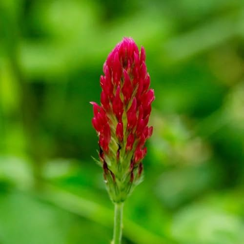 Semillas de trébol carmesí orgánicas, de jardín rocas verano exóticas semillas silvestres pradera mariposas resistentes 600pcs