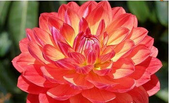 5: 10pcs semi di Dalia Rossa Bianca RARA 2015 affascinanti semi di Fiori cinesi piante Bonsai per giardino prezzo all'ingrosso ping