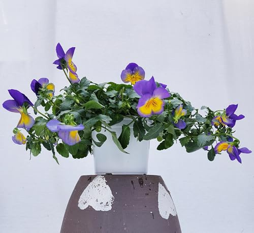 POWERS TO FLOWERS - VIOLE DEL PENSIERO, VIOLA A FIORE PENDULO LILLA/GIALLO, SET 2 PIANTE VASO 12CM DIAMETRO, piante vere