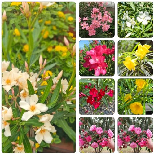 oleandro - semi di perenni interni selvatici, autunno giardino balcone resistenti per giardini rocce primavera 22pcs