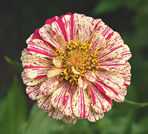 25 Zinnia Elegans Peppermint Stick Seeds - Mixed Colour Flowers - 25 Seeds