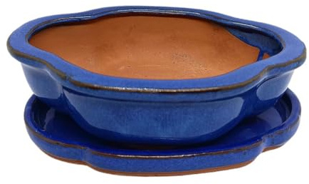 Garden Center shop by VM Tiesto DE CERÁMICA Olea BONSÁI VITRIFICADO 26X22X7CM Plato Incluido (Azul)