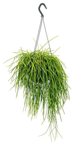 Exotenherz Urban Jungle Elegance Moderne Kakteen-Ampel mit toller Blattstruktur Rhipsalis baccifera shaferi 15cm