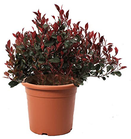 KENTIS - Photinia Little Red Robin - Pianta di Fotinia Nana - Piante Vere da Esterno da Siepe Sempreverdi Resistenti - H 40-50 cm Vaso Ø 24 cm