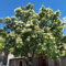 piante di lillà semi resistenti - biologici balcone primavera fiori selvatici da interno appartamento rare 200pcs