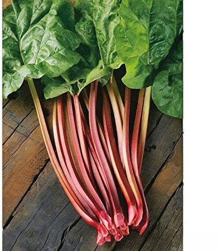 GARTEN SCHLÜTER® Rhabarber 'Red Champagne' - Rheum 'Red Champagne'