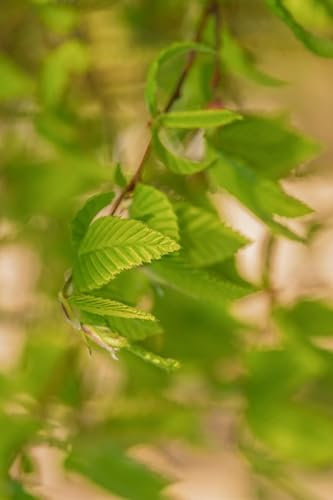 Pianta di Carpino Bianco o Carpinus Betulus pianta ornamentale da esterno arbusto a foglia caduca pianta vera da siepe venduta da eGarden.store