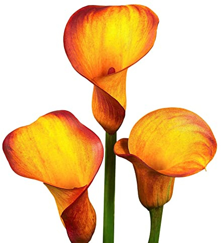 Easy to Grow Calla Lily Fire Dancer 3 Bulbs - Orange & Yellow Flowers Blooms in Summer Sun Tropical Spring Planted
