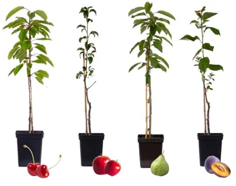 Plant in a Box - Obstbäume - 4er Set - Kirsch-, Birnen-, Apfel-, Pflaumenbaum - Höhe 60-70cm - Topf 9cm - Winterharte Obstbäume für Balkon & Garten – Blühend & ertragreich