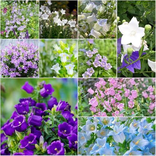 glockenblume winterhart - topfpflanzen draußen winterhart gewächshaus balkon kräutergarten kräutersamen bodendecker stauden blumensamen mehrjährig 80samen
