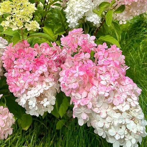 semi di ortensia a pannocchia - resistenti per il giardino Ortensia paniculata - da giardino roccioso resistenti giardino di arbusti perenni 30pcs