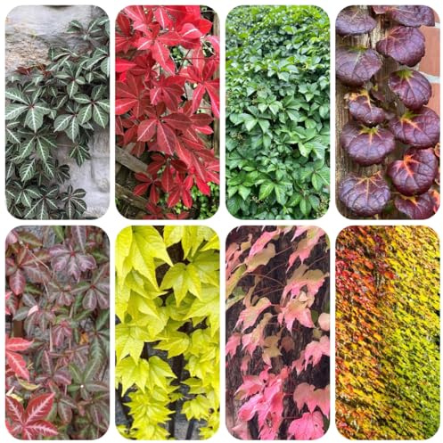 semi resistenti di vite selvatica, giardino Parthenocissus tricuspidata, aiuole rialzate decorazione da giardino decorative 600pcs