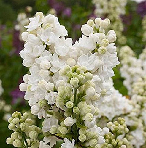 Edelflieder Frau Holle - Kircher-Collection 30-40cm - Syringa vulgaris - lebende Gartenpflanze aus den Baumschulen