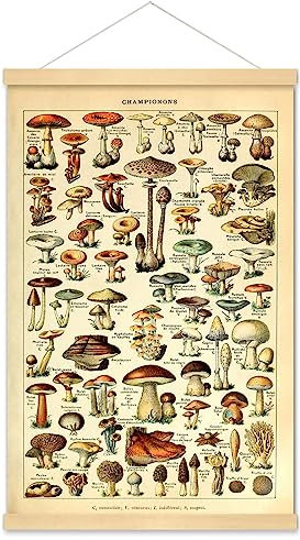 Meishe Art Vintage Poster Print Mushrooms Champignons Identification Reference Chart Diagram Illustration Botanical Educational Hanger Frame Wall Decor(40cm x 60cm+Hanger Frame)