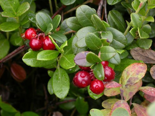 Mirtillo americano, Vaccinium macrocarpon, 150 semi (commestibile, Hardy, Fall Color)
