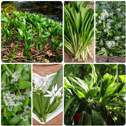 semillas de ajo silvestre resistentes - resistentes de ajo silvestre, cocina de jardín, 500pcs
