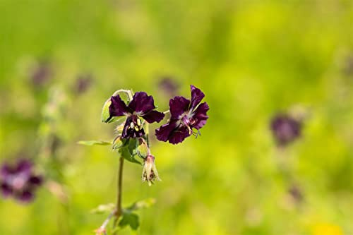 Geranium phaeum 9x9 cm Topf – Winterhart, Mehrjährig, Pflegeleicht – Brauner Storchschnabel – Staude für Schattenbeet & Unterpflanzung