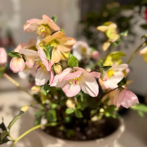 Semillas de rosa de Navidad, resistentes, rosa Navidad otoño, interior purificadoras aire, 300pcs