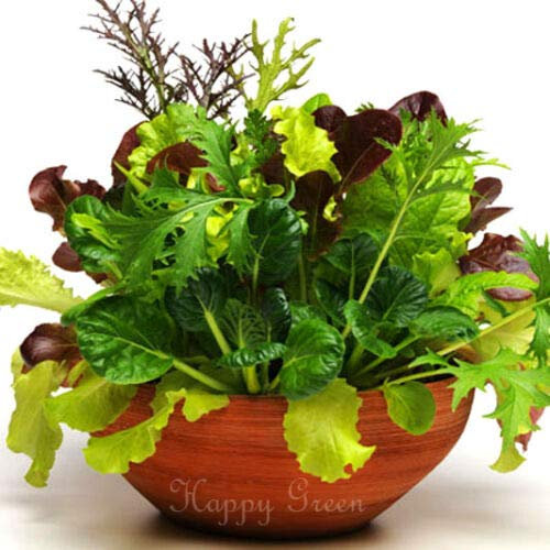 Fresh Seeds - Baby Leaf Italian Mix - 1200 Semillas - Falda Silvestre Brócoli Lechuga Escarola Básica