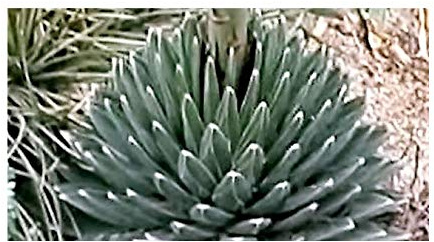 Stk - 10x Agave victoriae reginae Huasteca Canyon Pflanzen - Samen B1892 - Seeds & Plants Shop by Ipsa