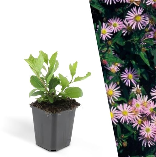 Plants by Frank Aster Ageratoides Asran, 60 plantes d’aster, Ø 9 cm | Plantes d’aster sauvage, Couvre-sol rustique Vivace, Plantes Vivaces Fleuries, Arbustes résistants, Pot 9 cm, Hauteur : 15 cm