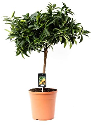 DECOALIVE Citrus Fortunella Margarita Kumquat Planta Natural para Interior y Exterior