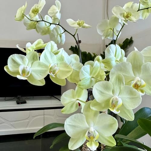 semillas de orquídeas phalaenopsis - orquídeas - trepadoras resistentes, orgánicas phalaenopsis ornamentales, decoración, sombra s para 450pcs