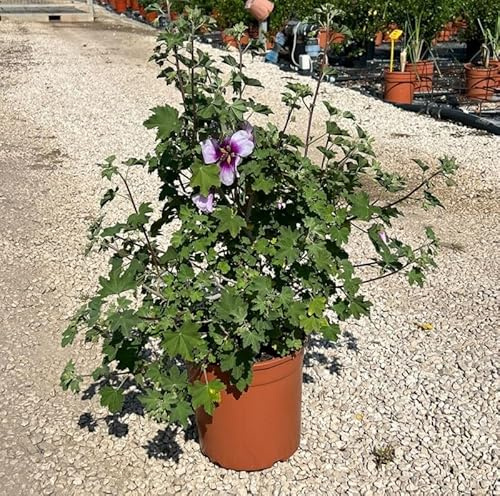 Pianta Malva Lavatera