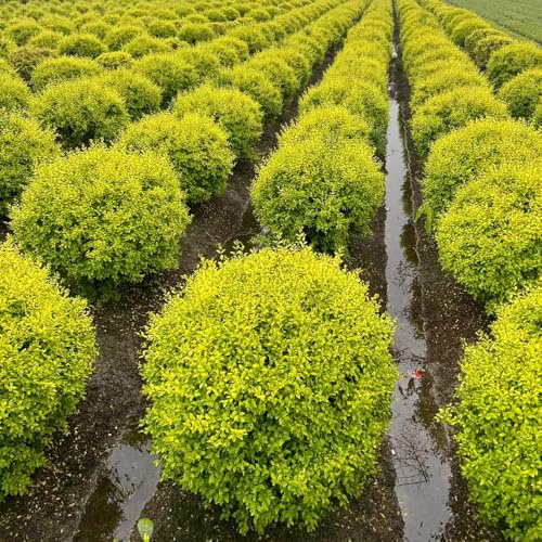 Semillas de seto de aligustre, jardín de Ligustro lucidum, raras en resistentes al aire libre arbustos en resistentes verdes 500pcs