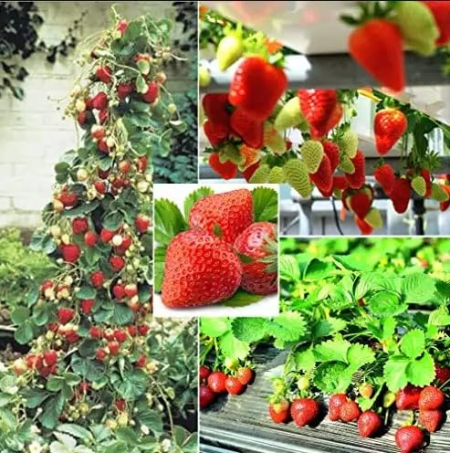 Semi di Fragola Rampicante, Fragolina Vesca, fragole rampicanti rosse 100 Semi