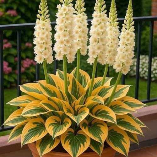 Vitali,Naturali,Freschi,Compatti,Robusti Hosta.-4cipolle-I