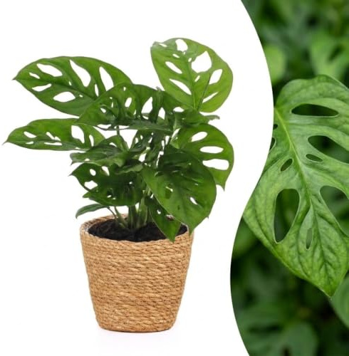 Monstera Adansonii - Rhaphidophora Tetrasperma - avec panier - 25cm - Ø12cm