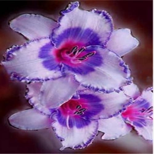 Excellent Daylily Bulbs for Planting Now UK Cold-Resistant Ornamental Natural Organic Excellent Display Easy Plant Unique Greening Flower Perennial Good for Containers-10bulbs-K