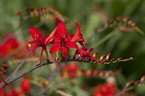 Crocosmia masoniorum 11x11 cm Topf – Mehrjährig & Pflegeleicht – Montbretie – Staude für Beet & Rabatte