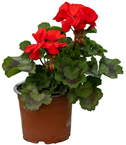 stehende Geranie, (Pelargonium zonale), Sorte: Friesia, leuchtend rot blühend, kräftige Pflanze je im 12cm Topf, (6 Pflanzen im Set)