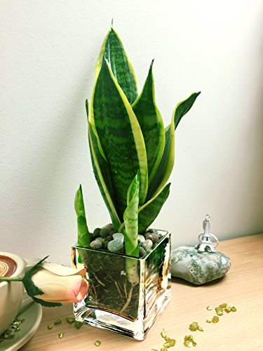 Easy Plants Snake Plant Mother in laws Tongue in Square Glass Vase Cube