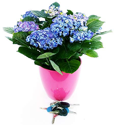 POWERS TO FLOWERS - ORTENSIA XXL BLU IN VASO CERAMICA FUCSIA, pianta vera