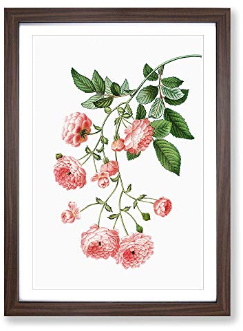 Rambler Roses by Pierre-Joseph Redoute Framed Print | A2 Walnut Framed Wall Art | Ready to Hang | Modern Nature Picture | Living Room Bedroom Lounge Office