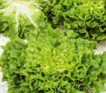 Stk - 45x Endivie Breitblatt Vollherz Winter - Endivie Samen Gemüse KS525 - Seeds & Plants Shop by Ipsa