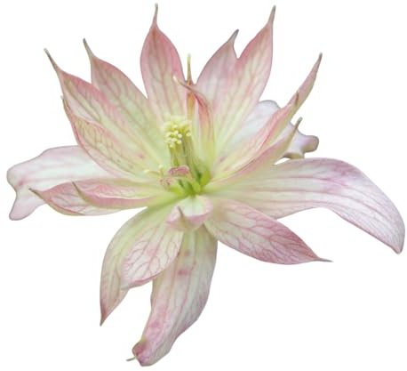 Clematis Plants, 'Marjorie', Full Plant in 2 Litre Pot, Climbing Plants, Garden Ready and Ready to Plant, Premium Quality Garden Perennials (1)